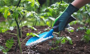 Toko Tani Terlengkap Di Makassar Alat Pertanian Mesin Nasa Bibit Hidroponik Daya Alamat Bunga City South Sulawesi Distributor Pestisida Palopo Jaya Kota Selatan Crop Cahaya Soppeng Sidrap Terbesar Online Pupuk