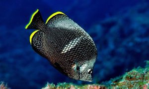 Ikan Termahal Di Dunia Cupang Laut Tercantik Dan Cupan Arwana Konsumsi Louhan Hias Air Gambar Tawar Tuna 2021 Koi Harga Mas Koki Kesehatan Telur Jenis Guppy Terindah Foto Platinum Laga Untuk Dimakan Daging Discus Asin