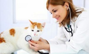 10 Referensi Dokter Hewan Pilihan Untuk Pet Lovers Yang Ada