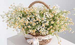 Toko Bunga Di Jakarta Selatan Florist Cilandak Terogong Jagakarsa Alamat Plastik Tebet Kuningan Segar Anggrek Karangan Artificial Buket Barito Daerah Murah Barat Kebon Jeruk Kemanggisan 24 Jam Kemang Kebayoran Lama Mawar Online Papan Rawa Belong Terdekat Kering Lokasi Hias Import Meja Sekitar Terbaik
