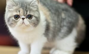 Jual Kucing Di Palembang Persia Anggora Jualan Tempat Yang Facebook Beli Ragdoll Munchkin Bengal British Shorthair Lubuklinggau Maine Coon Makanan Murah Terdekat Hutan Kalung Peaknose Pasir Toko Second Olx Anak Scottish Fold Daerah Pasar Burung Baju Exotic Himalaya Minyak Ikan Untuk Kampung Kiloan Obat Petshop Ras Siam Sphynx