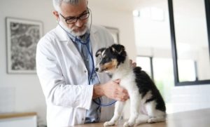 10 Rekomendasi Dokter Hewan Di Kota Balikpapan Lengkap Dengan Alamat