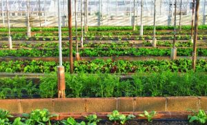 10 Rekomendasi Toko Saprotan Andalan Di Ponorogo Yang Membantu Pengembangan