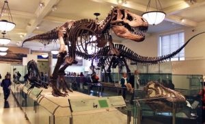 10 Gambar Museum Zoologi Bogor, Harga Tiket Masuk, Sejarah +