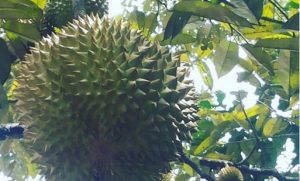 Variatifnya Berbagai Macam Durian Di Lokasi Wisata Watu Simbar Semarang