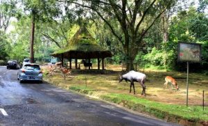Inilah 13 Hal Menarik Di Taman Safari Cisarua Bogor, Surga
