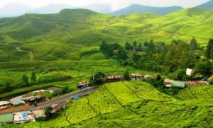 5 Objek Wisata Di Puncak Ini Jadi Tujuan Libur Lebaran
