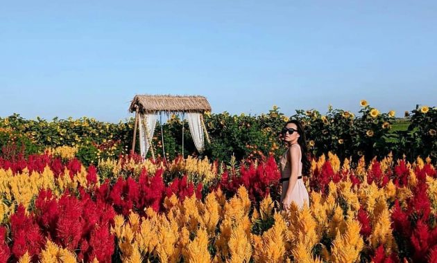 Resoinangun garden bantul jogja taman bunga tiket masuk daerah istimewa yogyakarta romantic samas resowinangun pantai alamat