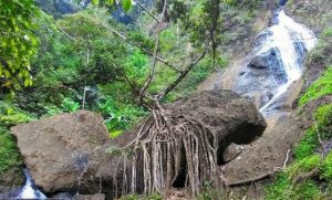 Curug Winong Wonosobo, Air Terjun Tersembunyi Yang Menghadirkan Nuansa Hutan