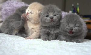 Jual Kucing Padang Yang Bengal Kandang Peaknose Maine Coon Anggora Beli Di Sumbar Makanan Terdekat Persia Tempat Kota Olx Info Hutan Himalaya Sumatera Barat Bekas Area Murah Grosir Munchkin Toko Solok Undang Duri