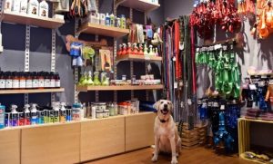 Ini Dia Rekomendasi Petshop Terbaik Di Kota Pontianak
