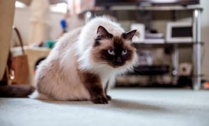 Mau Adopsi Kucing Angora Atau Peaknose Yang Berkualitas? Yuk Datang