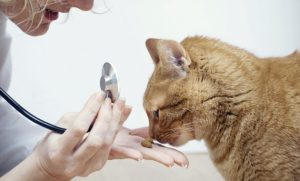 Rekomendasi Dokter Hewan Di Pontianak Terbaik Dan Terpercaya Yang Menawarkan