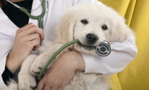 Rekomendasi Dokter Hewan Di Purwakarta Yang Siap Melayani Kesehatan Pet
